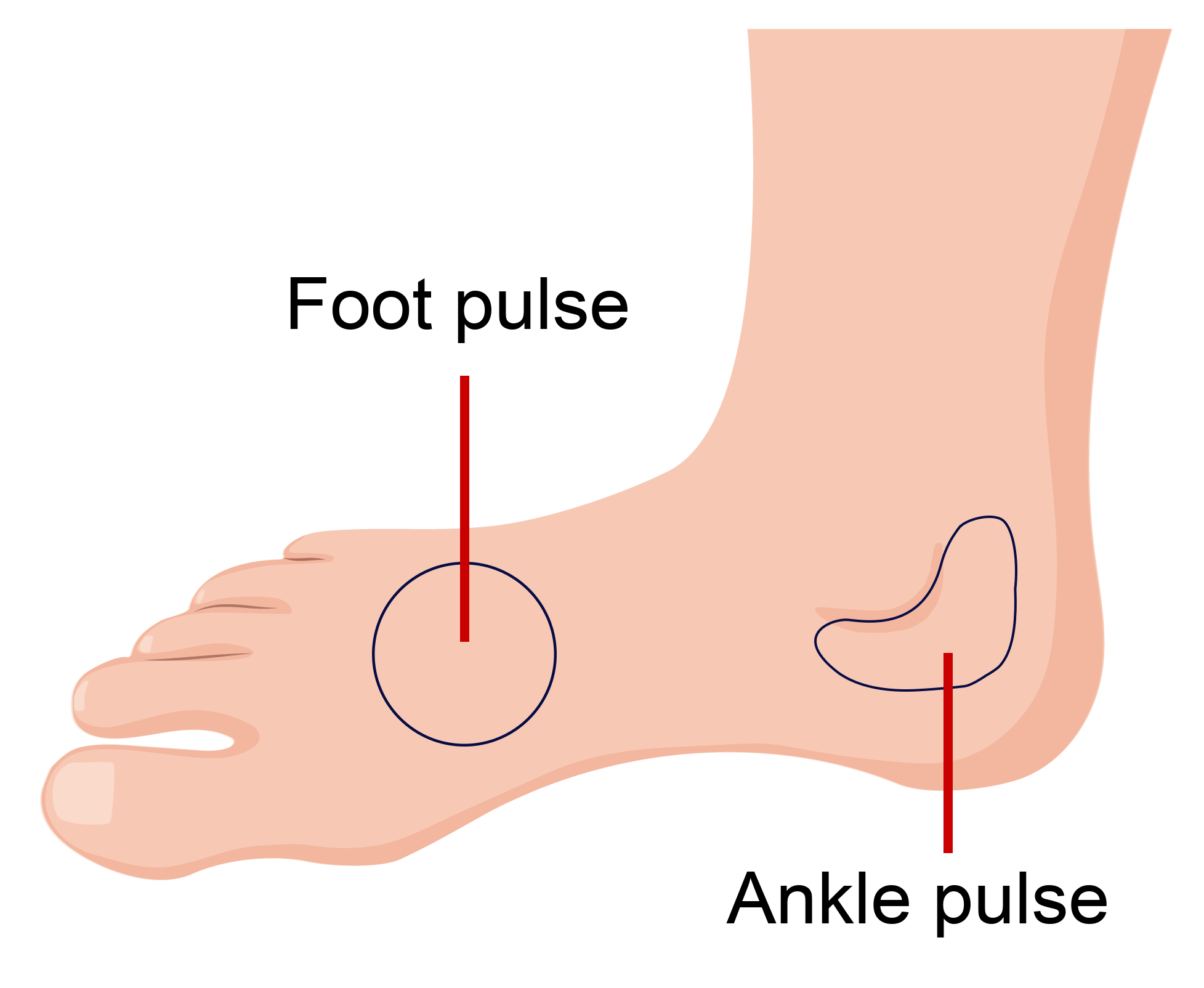 A foot with a small area on the top of the foot labelled foot pulse, and an area behind the ankle bone labelled ankle pulse.