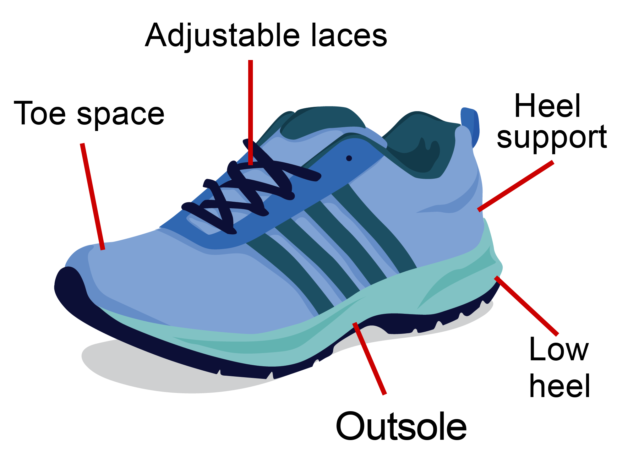 A sports shoe with parts labelled adjustable laces, heel support, low heel, outsole and toe space.