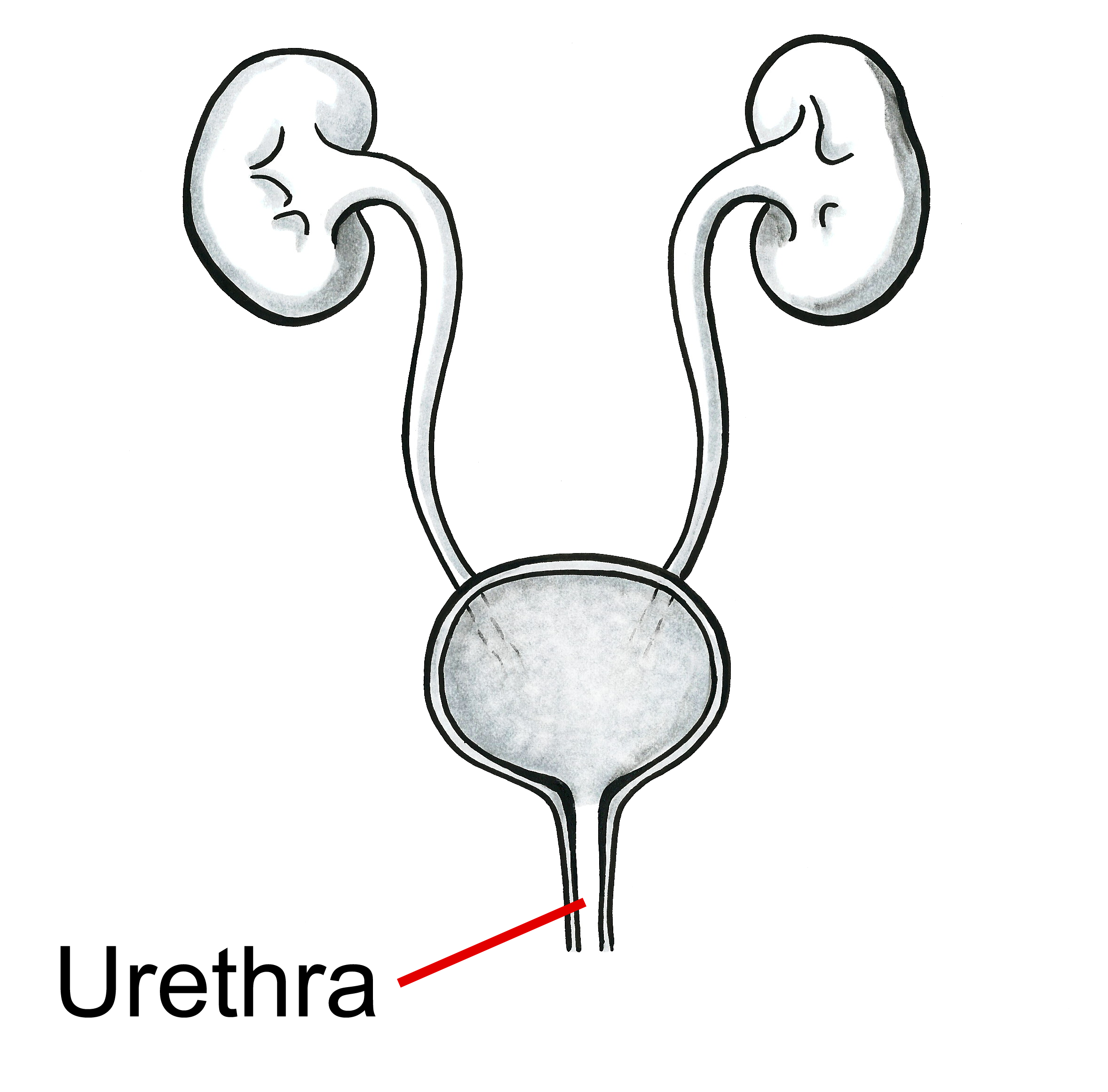 Drawing of two kidneys connected to the bladder with exit labelled "urethra".