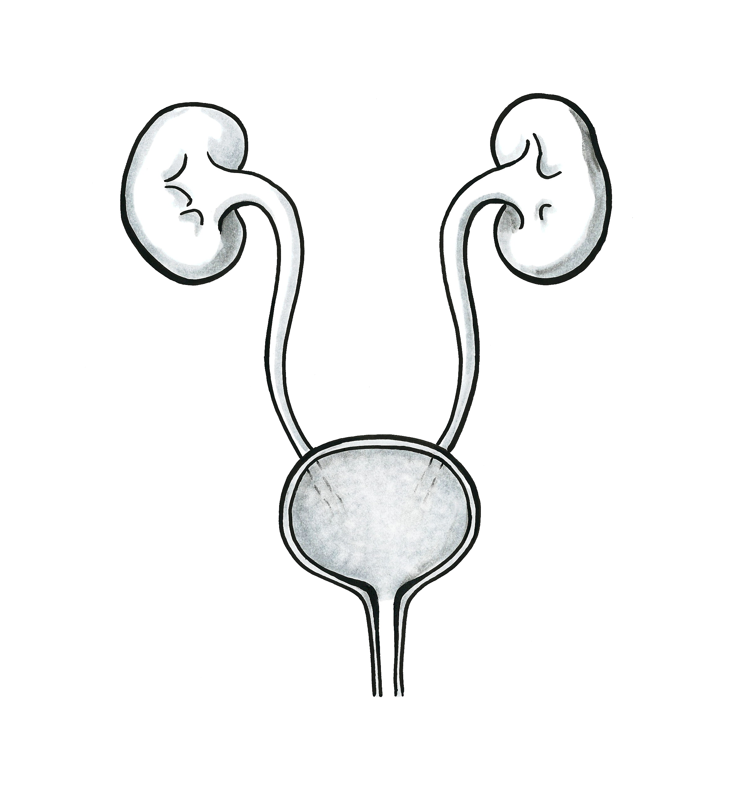Drawing of two kidneys connected to the bladder with exit.