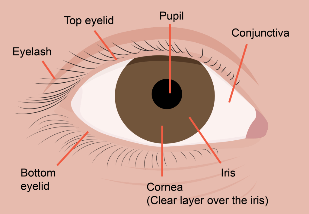 Illustration of the eye showing: pupil, conjunctiva, iris, cornea, top eyelid, bottom eyelid and eyelash.